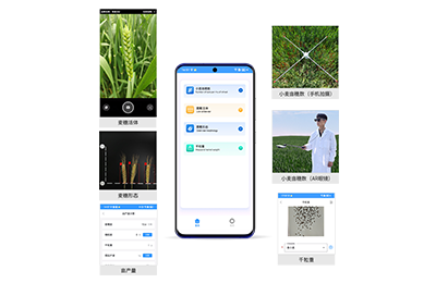 小麦亩穗数分析仪IN-XM02